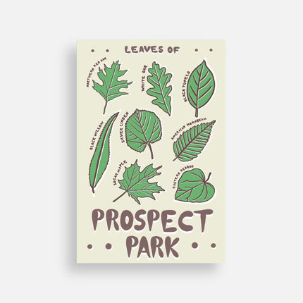 Prospect Park Trees Postcard